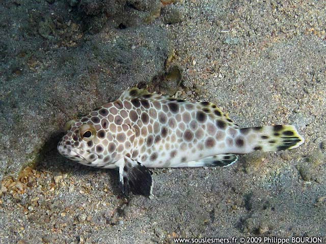 Epinephelus macrospilos - mérou Risdael Epinephelus macrospilos - mérou Risdael
