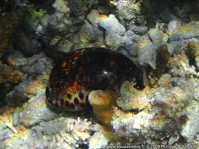 Mauritia arabica - porcelaine arabe Mauritia arabica - porcelaine arabe