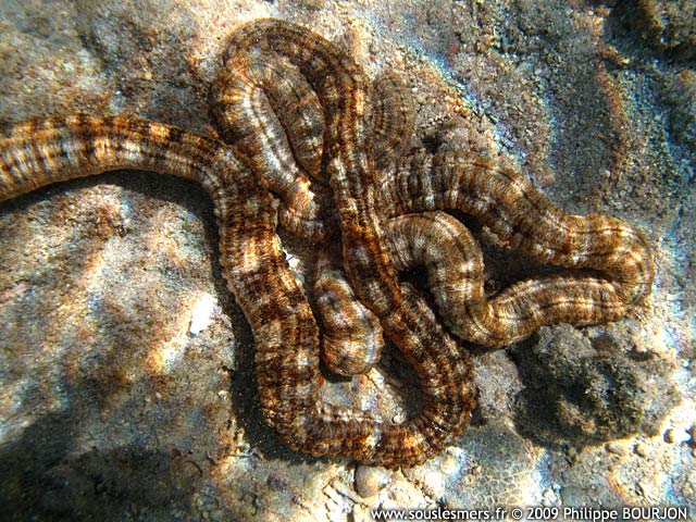 Synapta maculata - holothurie serpent géante Synapta maculata - holothurie serpent géante