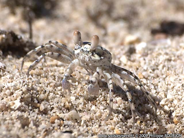 Ocypode pallidula - crabe fantôme Ocypode pallidula - crabe fantôme