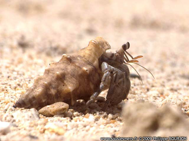 Coenobita rugosus - bernard l'ermite de terre Coenobita rugosus - bernard l'ermite de terre