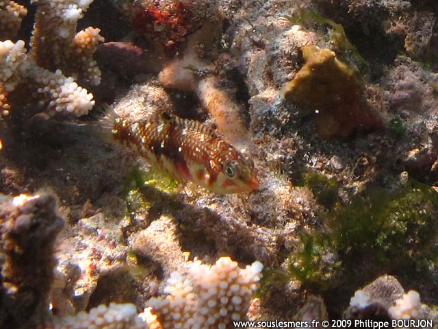 Halichoeres nebulosus - labre nébuleux Halichoeres nebulosus - labre nébuleux