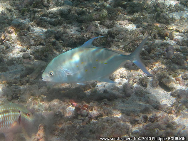 Carangoides orthogrammus - carangue des îles Carangoides orthogrammus - carangue des îles