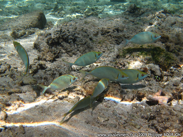 Siganus argenteus - sigan vermiculé Siganus argenteus - sigan vermiculé