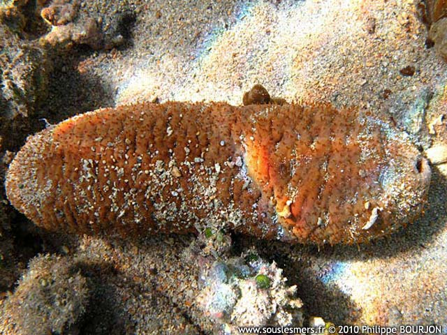 Actinopyga echinites - holothurie brune Actinopyga echinites - holothurie brune