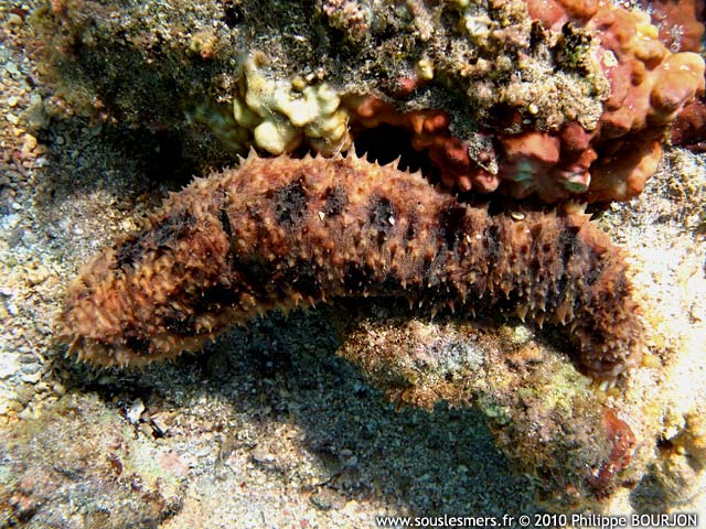 Holothuria verrucosa - holothurie verruqueuse Holothuria verrucosa - holothurie verruqueuse
