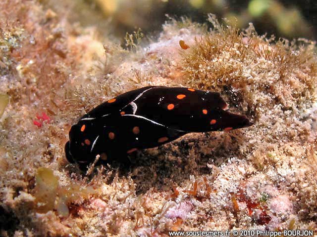Chelidonura punctata - chélidonure ponctué Chelidonura punctata - chélidonure ponctué