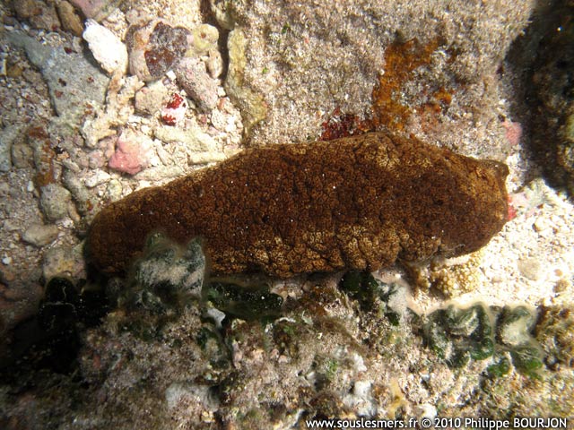 Actinopyga mauritiana - holothurie des brisants Actinopyga mauritiana - holothurie des brisants