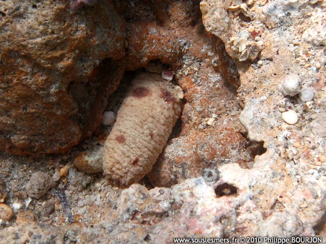 Holothuria arenicola - holothurie des sables Holothuria arenicola - holothurie des sables