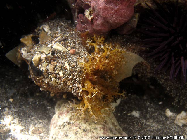 Holothuria cinerascens - holothurie cendrée Holothuria cinerascens - holothurie cendrée