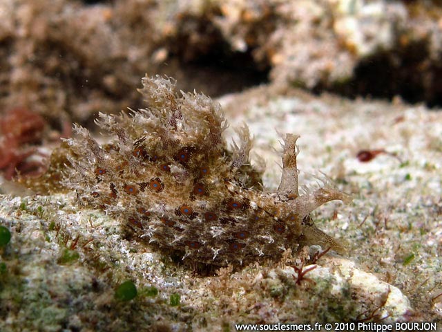 Stylocheilus longicauda - lièvre de mer strié Stylocheilus longicauda - lièvre de mer strié