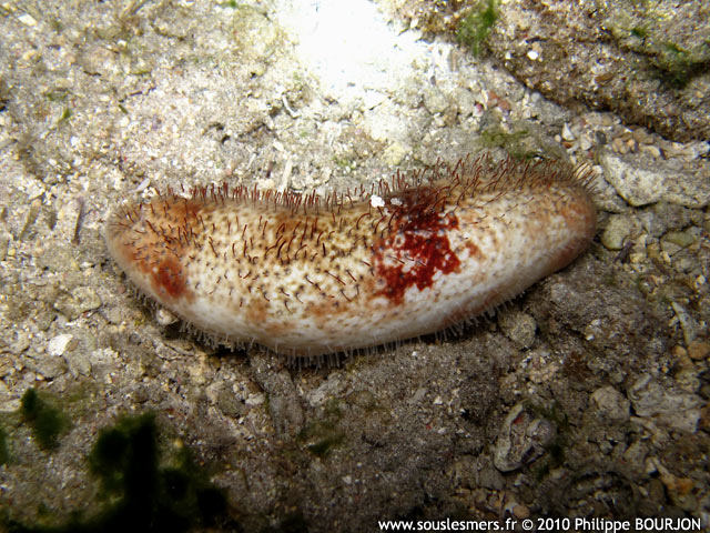 Actinopyga capillata - holothurie chevelue Actinopyga capillata - holothurie chevelue
