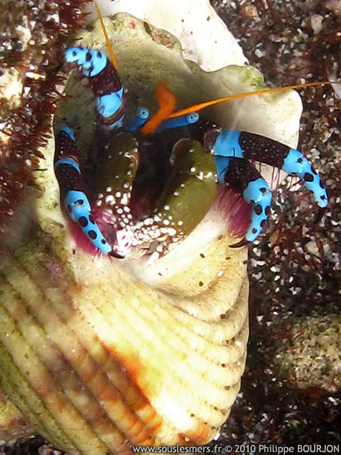 Calcinus elegans - bernard l'ermite élégant Calcinus elegans - bernard l'ermite élégant