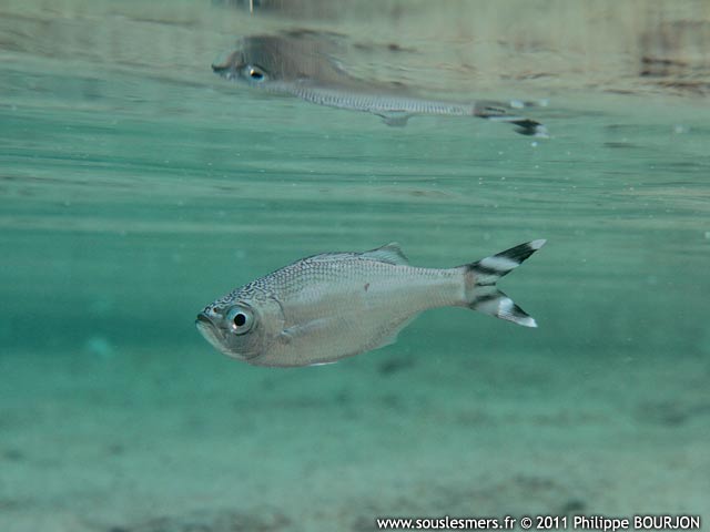 Kuhlia mugil - poisson pavillon rayé Kuhlia mugil - poisson pavillon rayé
