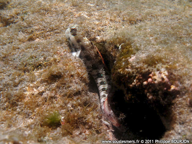 Blenniella periophthalmus - blennie à taches bleues Blenniella periophthalmus - blennie à taches bleues