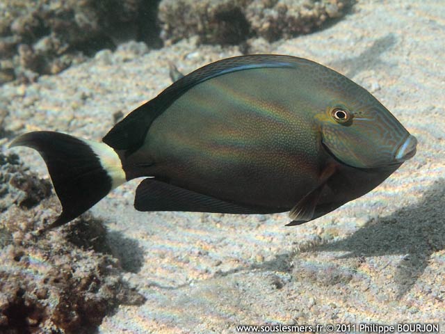 Acanthurus blochii - chirurgien à queue barrée Acanthurus blochii - chirurgien à queue barrée