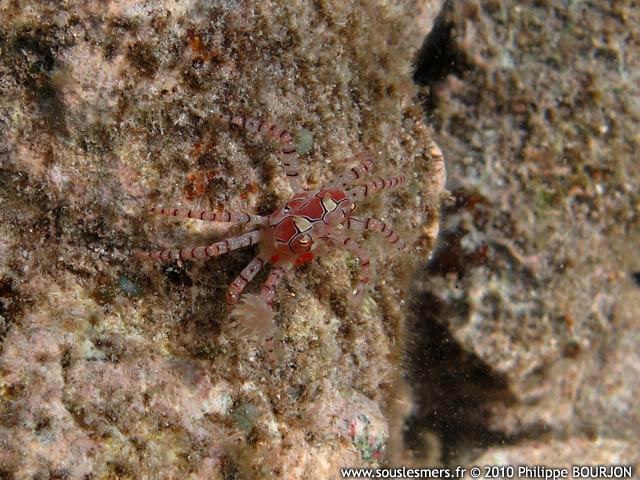 Lybia tessellata - crabe boxeur à mosaïque Lybia tessellata - crabe boxeur à mosaïque
