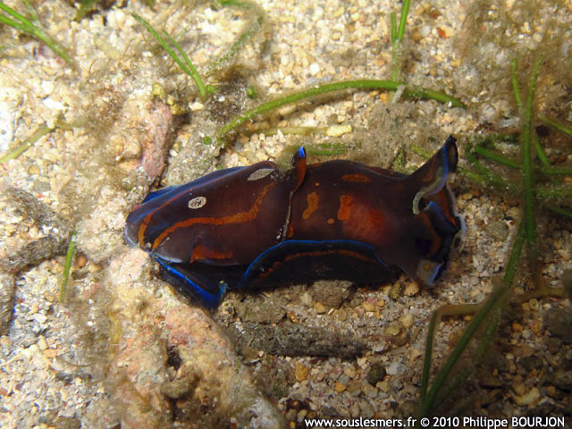 Philinopsis cyanea - philinopsis à lignes bleues Philinopsis cyanea - philinopsis à lignes bleues