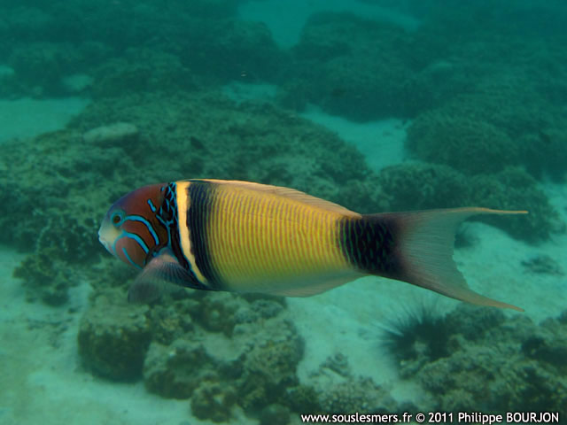 Thalassoma hebraicum - girelle-paon à épaules jaunes Thalassoma hebraicum - girelle-paon à épaules jaunes