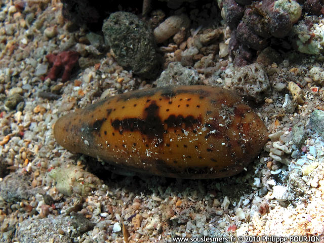 Conus nussatella - cône nussatelle Conus nussatella - cône nussatelle