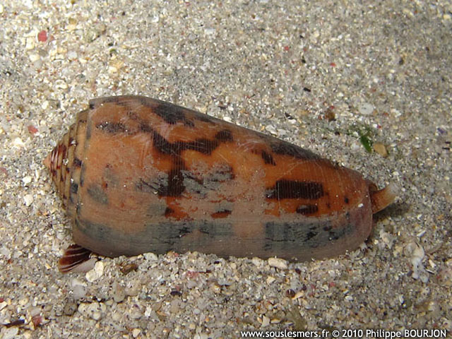 Conus striatus - cône strié Conus striatus - cône strié