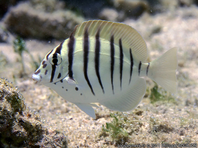 Acanthurus polyzona - chirurgien barré Acanthurus polyzona - chirurgien barré