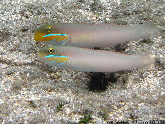 Valenciennea strigata - gobie à raies bleues Valenciennea strigata - gobie à raies bleues