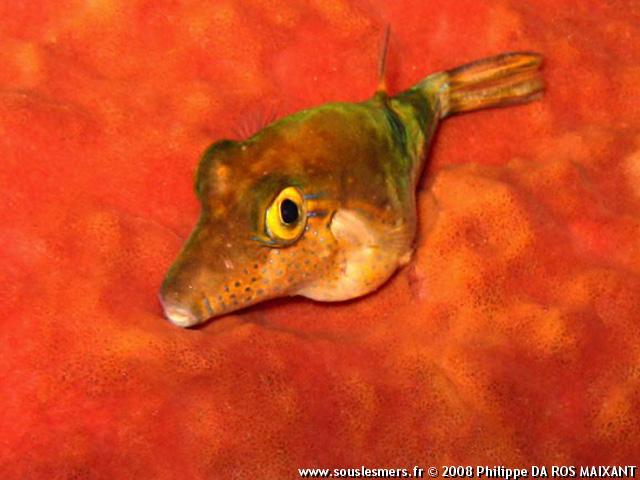 Canthigaster rostrata - canthigaster des Caraïbes Canthigaster rostrata - canthigaster des Caraïbes