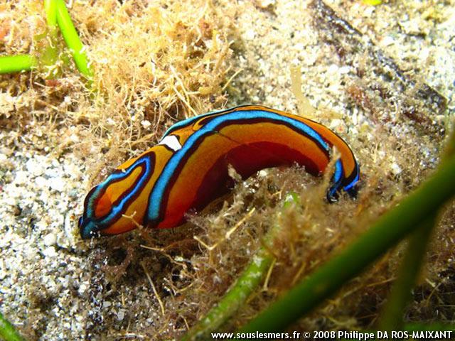 Chelidonura hirundinina - céphalaspide sangsue Chelidonura hirundinina - céphalaspide sangsue