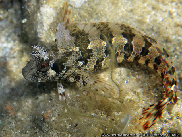 Détermination espèce poisson Phfi000001