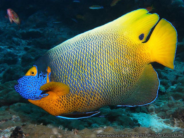 Pomacanthus xanthometopon - poisson-ange à tête bleue Pomacanthus xanthometopon - poisson-ange à tête bleue