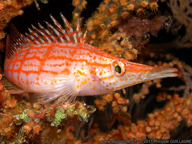 Oxycirrhites typus - poisson-faucon à long nez Oxycirrhites typus - poisson-faucon à long nez