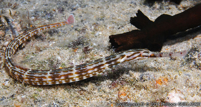 Corythoichthys schultzi - syngnathe de schultz Corythoichthys schultzi - syngnathe de schultz
