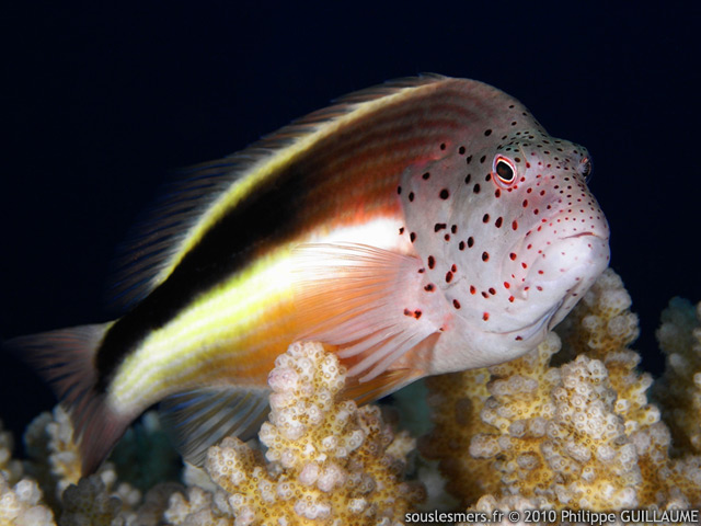 Paracirrhites forsteri - poisson-faucon de Forster Paracirrhites forsteri - poisson-faucon de Forster