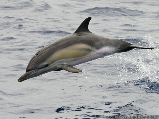Delphinus delphis - dauphin commun Delphinus delphis - dauphin commun