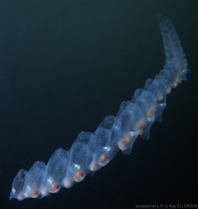 Salpa maxima - salpe maxima Salpa maxima - salpe maxima