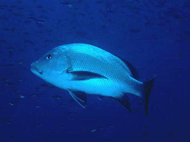 Lutjanus rivulatus - vivaneau maori Lutjanus rivulatus - vivaneau maori