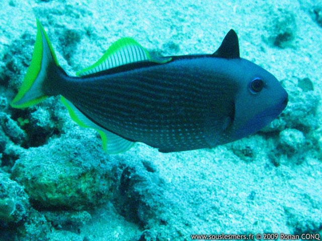 Xanthichthys auromarginatus - baliste à marges dorées Xanthichthys auromarginatus - baliste à marges dorées