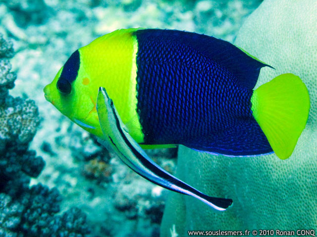Centropyge bicolor - poisson-ange nain bicolore Centropyge bicolor - poisson-ange nain bicolore