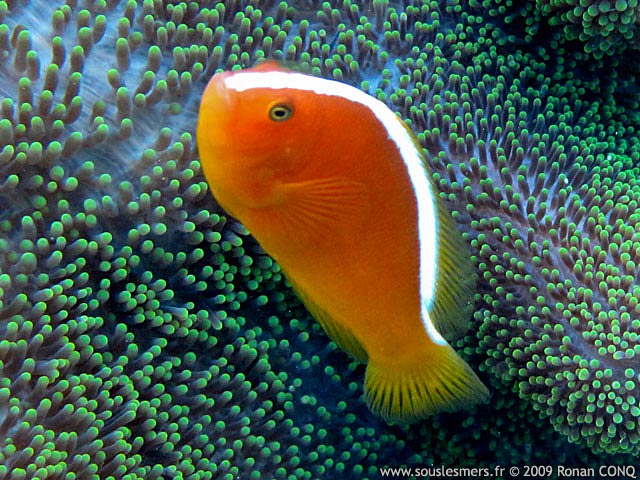 Amphiprion sandaracinos - poisson-clown à bande dorsale Amphiprion sandaracinos - poisson-clown à bande dorsale