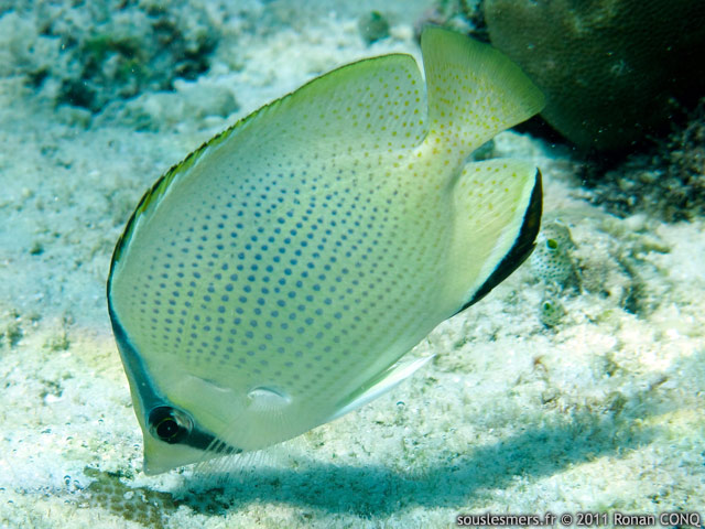 Chaetodon citrinellus - poisson-papillon citron Chaetodon citrinellus - poisson-papillon citron