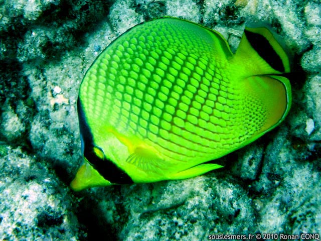 Chaetodon rafflesii - poisson-papillon quadrillé Chaetodon rafflesii - poisson-papillon quadrillé