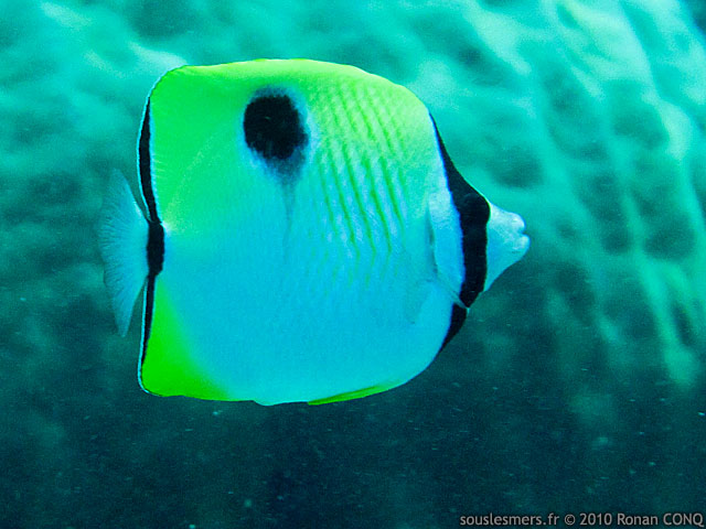 Chaetodon unimaculatus - poissons-papillon à larme du Pacifique Chaetodon unimaculatus - poissons-papillon à larme du Pacifique