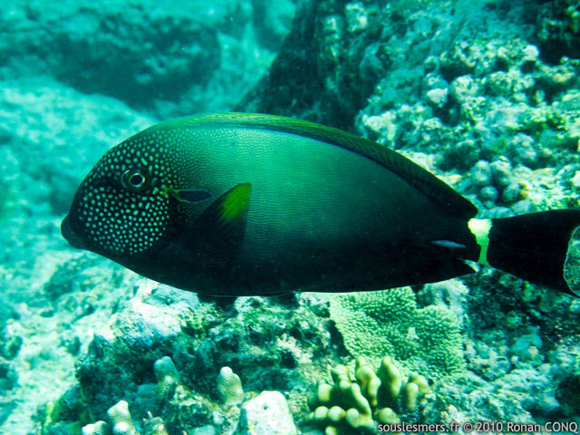 Acanthurus maculiceps - chirurgien à taches de rousseur Acanthurus maculiceps - chirurgien à taches de rousseur