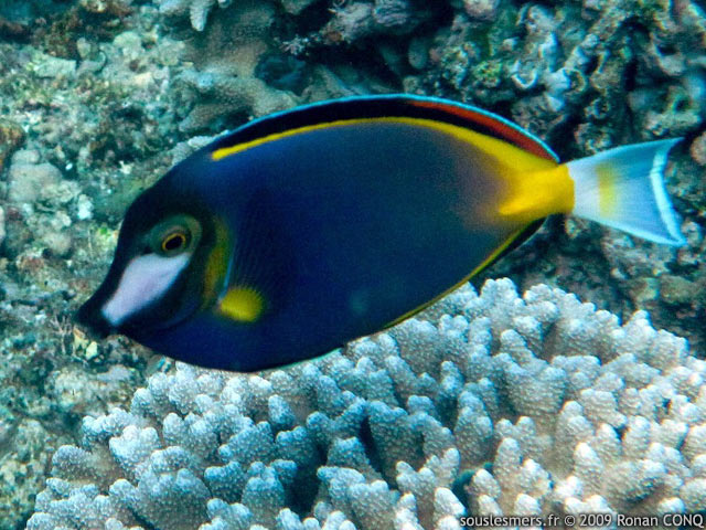 Acanthurus japonicus - chirurgien du Japon Acanthurus japonicus - chirurgien du Japon