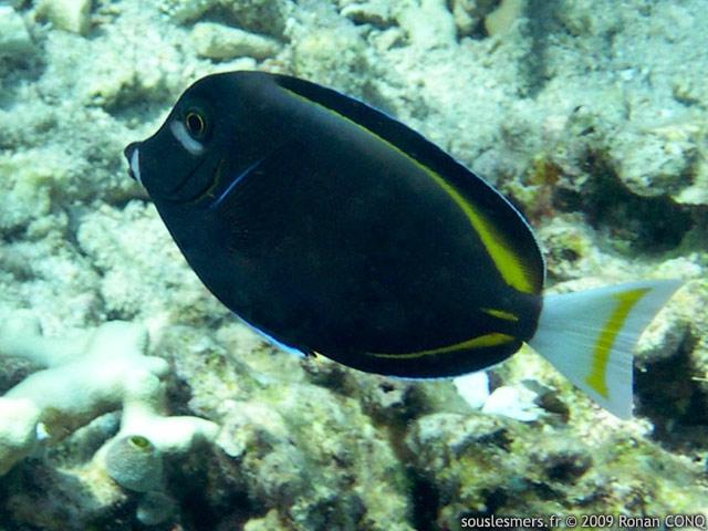 Acanthurus nigricans - chirurgien à joue blanche Acanthurus nigricans - chirurgien à joue blanche