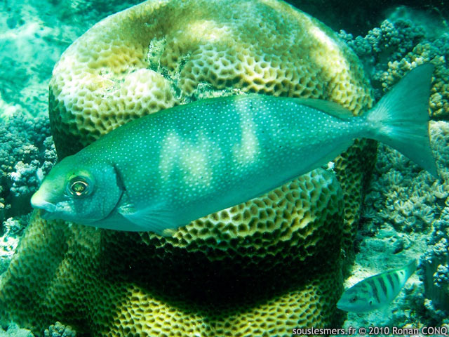 Siganus fuscescens - poisson-lapin à point nacré Siganus fuscescens - poisson-lapin à point nacré