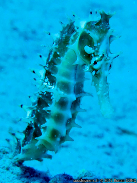 Hippocampus jayakari - hippocampe épineux Hippocampus jayakari - hippocampe épineux