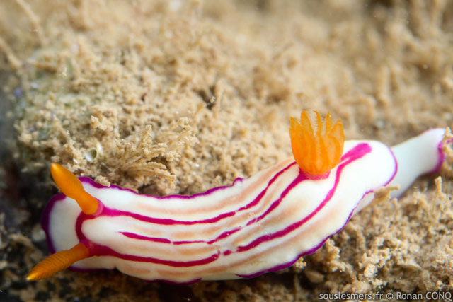 Hypselodoris emma - doris d'Emma Hypselodoris emma - doris d'Emma