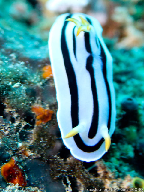 Chromodoris boucheti - doris de Bouchet Chromodoris boucheti - doris de Bouchet
